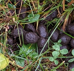 Odocoileus virginianus