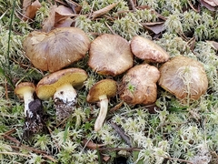 Suillus flavidus