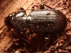 Pterostichus aethiops