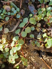 Lysimachia tenella