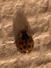 Harmonia axyridis