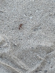 Pogonomyrmex californicus