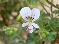 Pelargonium englerianum