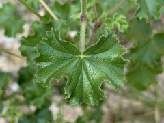 Pelargonium englerianum