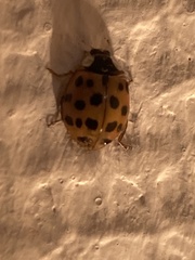 Harmonia axyridis
