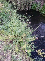 Cedronella canariensis