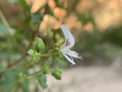 Pelargonium englerianum