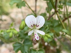 Pelargonium englerianum