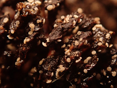 Calycellina alniella