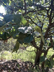 Quercus resinosa