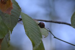 Prunus cerasus