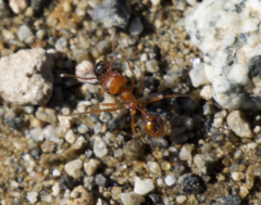 Pogonomyrmex californicus