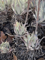 Dudleya virens