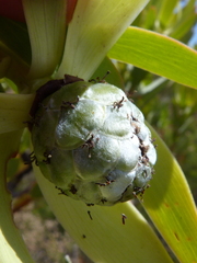 Leucadendron foedum