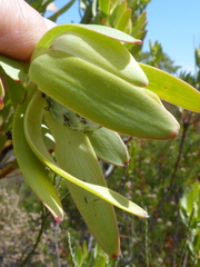 Leucadendron foedum