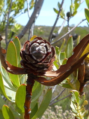 Leucadendron foedum