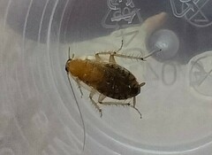 Planuncus tingitanus