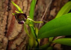 Prosthechea cochleata