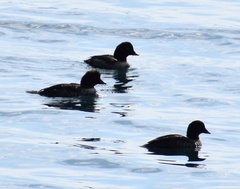 Bucephala