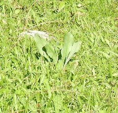 Cynoglossum cheirifolium
