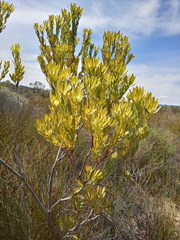 Leucadendron foedum