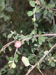 Malacomeles denticulata