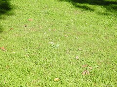 Cynoglossum cheirifolium