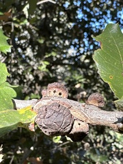 Disholandricus chrysolepidis