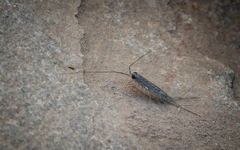 Ligia occidentalis