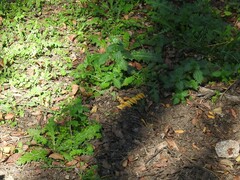 Carduus pycnocephalus