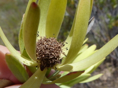 Leucadendron foedum