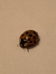 Harmonia axyridis