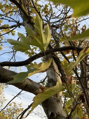 Platanus
