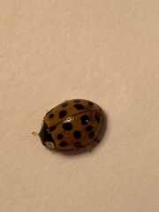 Harmonia axyridis