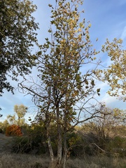 Platanus