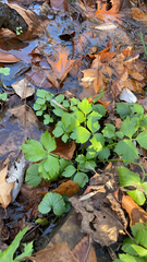 Ranunculus hispidus