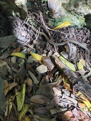 Thamnophis cyrtopsis ocellatus