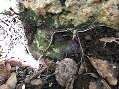 Thamnophis cyrtopsis ocellatus