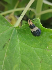 Calopteron