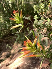 Castilleja tenuiflora