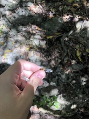 Thamnophis cyrtopsis ocellatus