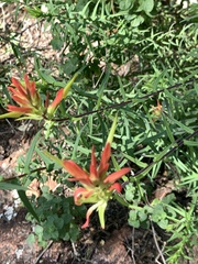 Castilleja tenuiflora