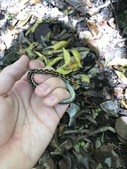 Thamnophis cyrtopsis ocellatus