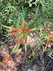 Castilleja tenuiflora