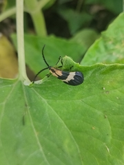 Calopteron