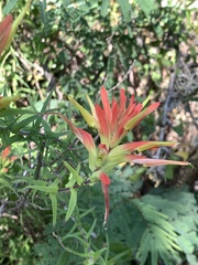 Castilleja tenuiflora