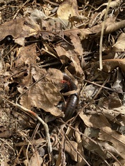 Narceus americanus