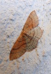Cyclophora dataria