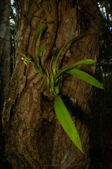 Prosthechea cochleata