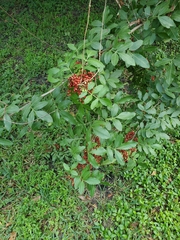 Schinus terebinthifolia